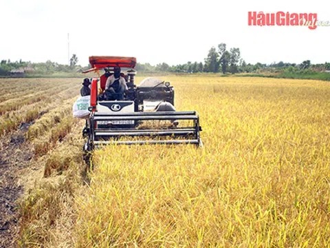 Hậu Giang: Nông dân rộn ràng thu hoạch lúa Đông Xuân