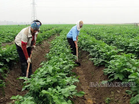 Bắc Ninh: Xây dựng các vùng nông nghiệp xanh góp phần phát triển kinh tế bền vững