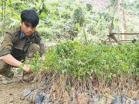 Quảng Nam: Trồng 10.000 cây lim xanh trong lâm phận khu bảo tồn ở Nông Sơn