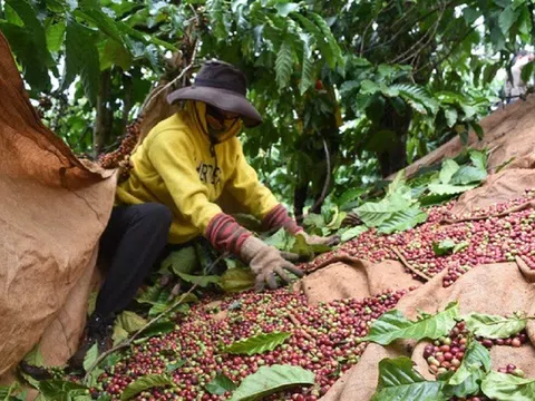 Giá cà phê ngày 17/2: Giá cà phê trong nước giảm nhẹ, dao động từ 43.300 - 44.500 đồng/kg