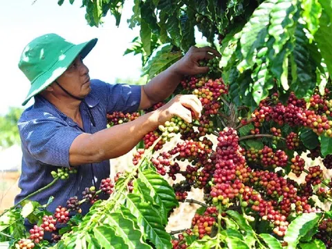 Giá cà phê ngày 18/2: Giá cà phê trong nước tăng mạnh, vượt mốc 45.000 đồng/kg