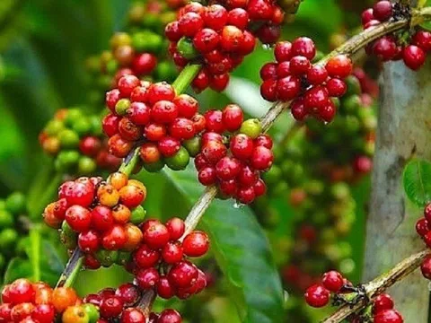 Giá cà phê ngày 19/2: Giá cà phê trong nước tiếp tục tăng mạnh, tiến sát mốc 46.000 đồng/kg