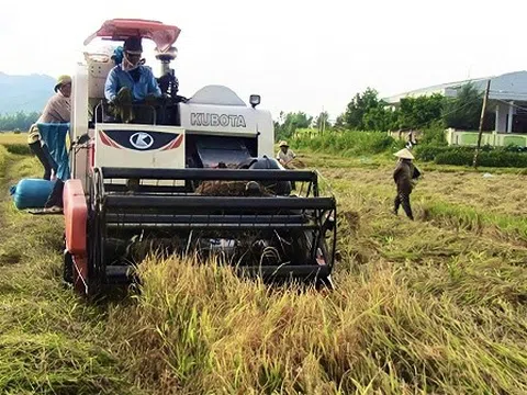 Phú Yên đẩy mạnh tái cơ cấu ngành hàng lúa gạo đến năm 2025, tầm nhìn đến năm 2030