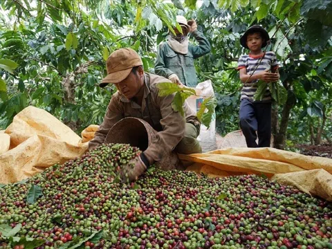 Giá cà phê ngày 22/2: Giá cà phê trong nước tăng mạnh, chạm mốc 46.000 đồng/kg