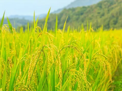 Giá lúa gạo hôm nay tiếp tục giảm, nhu cầu mua chậm