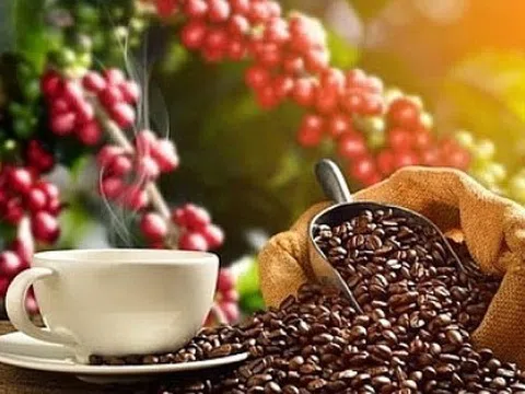 Giá cà phê ngày 24/2: Giá cà phê trong nước bật tăng mạnh, chạm mốc 48.000 đồng/kg