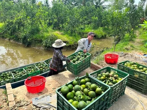 Cam sành, bưởi Diễn “ vỡ trận”, rớt giá thảm hại