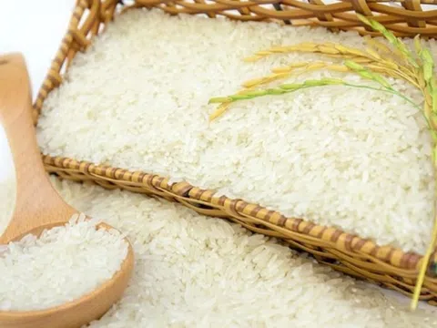 Thị trường lúa gạo phiên đầu tuần sôi động, giá lúa gạo ổn định