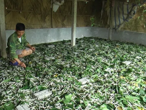 Yên Bái: Nghề trồng dâu, nuôi tằm mang lại hiệu quả kinh tế cao cho người dân huyện Trấn Yên