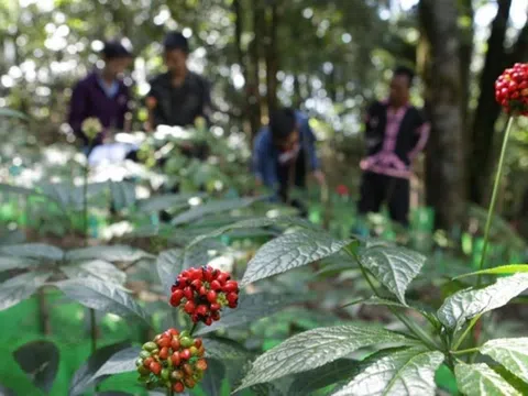 Lai Châu: Phát triển sâm theo mô hình chế biến sâu