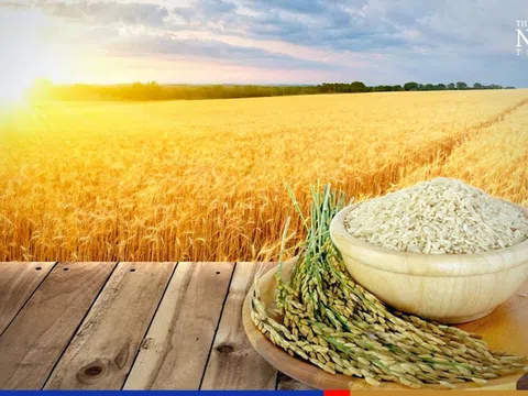 Vụ lúa Đông Xuân vào thời điểm thu hoạch rộ, thị trường lúa gạo đầu tuần sôi động
