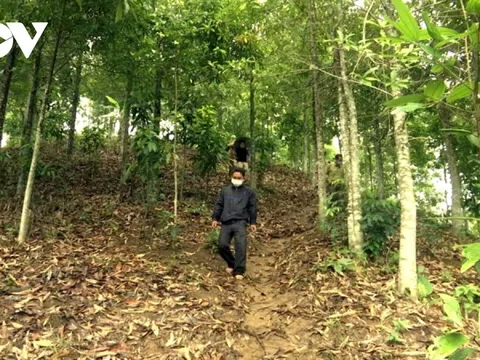 Quảng Nam: Trồng rừng gỗ lớn ở huyện Nông Sơn - "làn gió mới" trong phát triển kinh tế