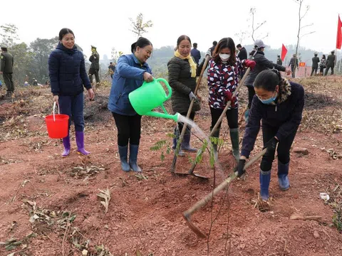 Bắc Giang: Trồng hơn 1,1 nghìn ha rừng và hàng trăm nghìn cây phân tán