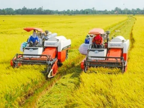 Giá lúa gạo hôm nay tăng nhẹ, doanh nghiệp thu mua nhiều hơn