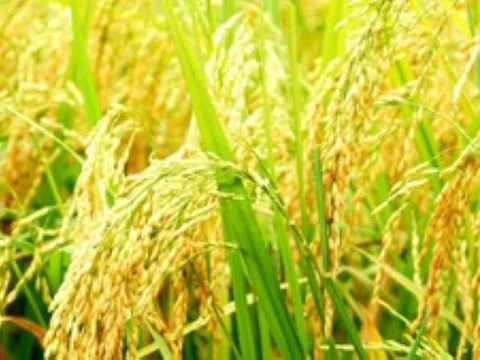 Giá lúa gạo tăng nhẹ, thị trường xuất khẩu ổn định do các nước tăng cường dự trữ lương thực