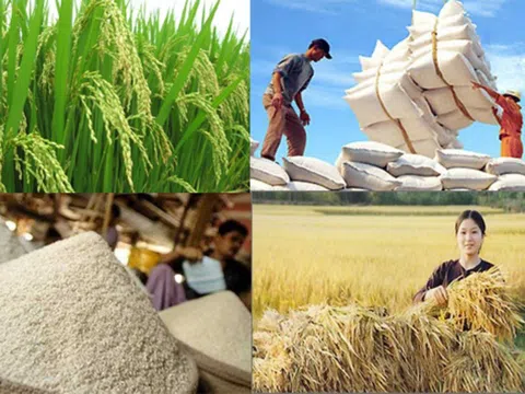 Giá lúa gạo đi ngang, nhiều địa phương bước vào cao điểm thu hoạch lúa Đông Xuân
