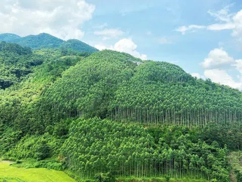 Thanh Hóa công bố hiện trạng rừng năm 2022