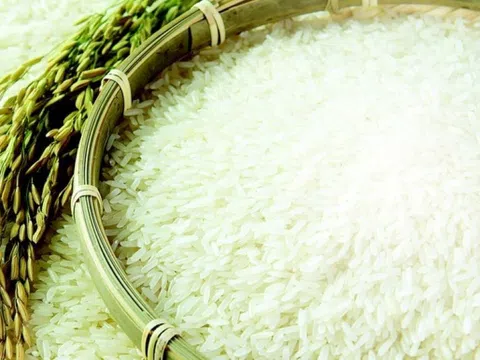 Giá lúa gạo hôm nay nhích nhẹ, lúa mới giao dịch nhiều hơn