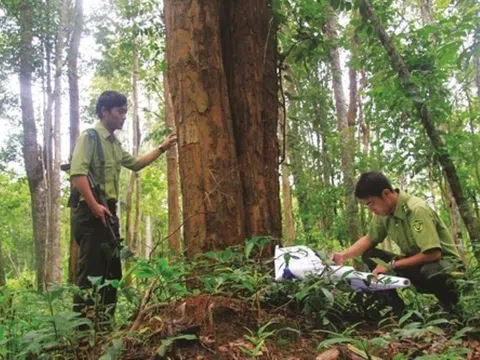 Sơn La công bố hiện trạng rừng năm 2022