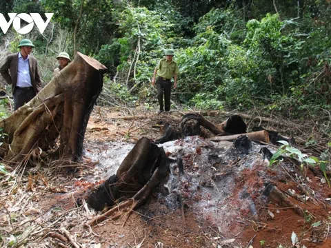 Gia Lai: Khởi tố vụ phá 16 cây gỗ rừng ở huyện Kbang