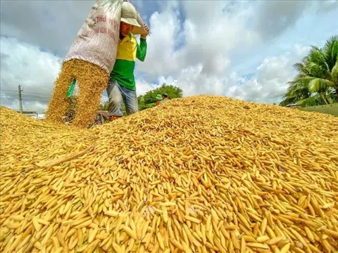 Giá lúa gạo hôm nay ổn định, thị trường giao dịch sôi động