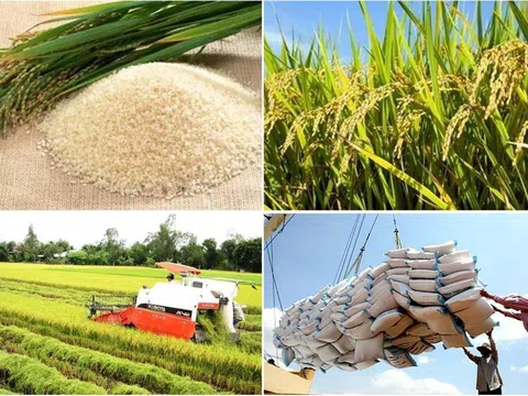 Thị trường lúa gạo hôm nay giao dịch nhộn nhịp
