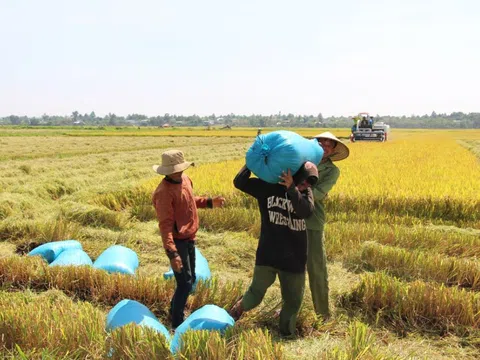 Giá lúa gạo tăng nhẹ, xuất khẩu gạo được dự báo sôi động hơn trong những tháng tới