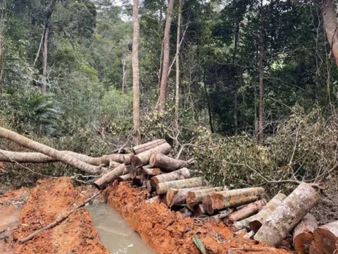 Khánh Hòa: Khởi tố vụ án phá rừng tại thị xã Ninh Hòa và huyện Diên Khánh