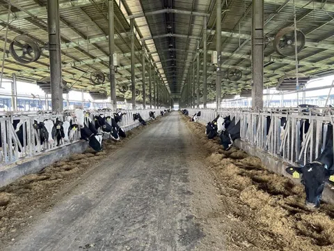 Phú Yên: Phạt hơn 500 triệu đồng một trang trại bò sữa do vi phạm môi trường
