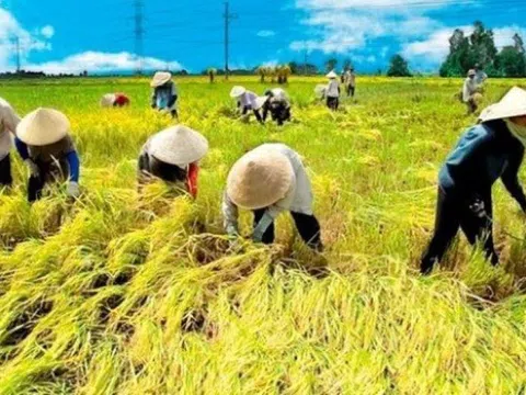 Giá lúa gạo hôm nay: Giá lúa gạo có xu hướng tăng trở lại