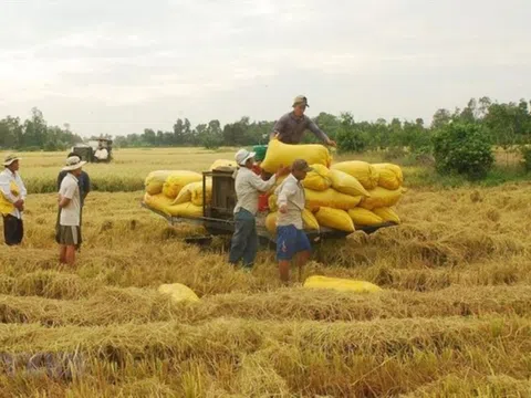 Giá lúa gạo ổn định, xu hướng tăng do nhiều nước đẩy mạnh thu mua