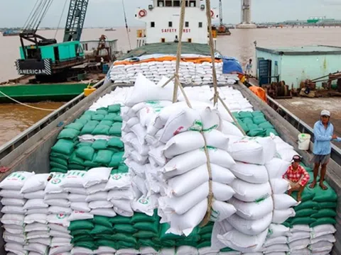 Giá lúa gạo khu vực Đồng bằng sông Cửu Long đi ngang, giá gạo xuất khẩu giảm