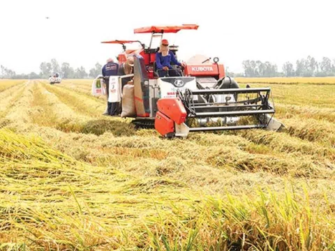 Giá lúa gạo hôm nay đồng loạt tăng, vào cuối vụ nguồn cung đang giảm dần
