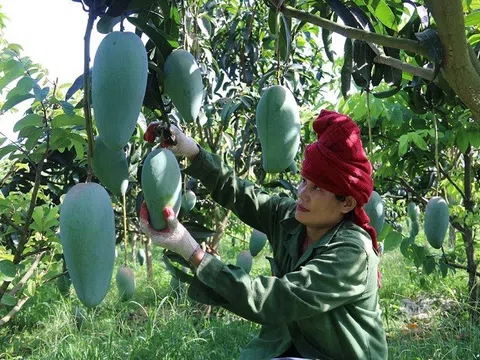 Sơn La: Tăng mã số vùng trồng, xây dựng thương hiệu sản phẩm nông sản phục vụ xuất khẩu
