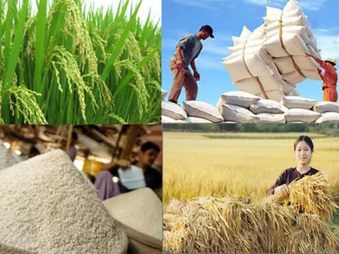 Giá lúa gạo hôm nay tăng: Giá lúa duy trì ổn định, giá gạo tăng nhẹ