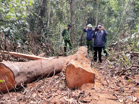 Gia Lai: Để mất rừng, nhiều cán bộ bị kỷ luật
