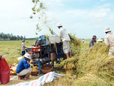 Giá lúa gạo hôm nay giảm nhẹ, dự báo quý II xuất khẩu gạo tăng trưởng tích cực