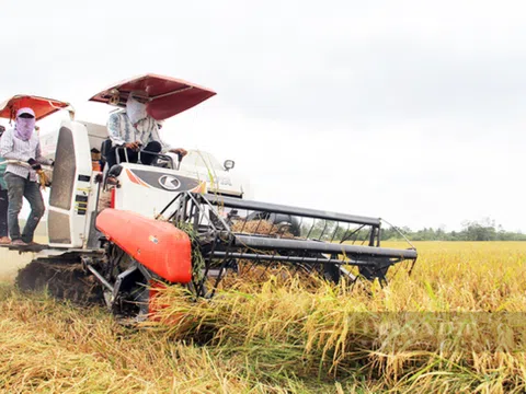 Giá lúa gạo hôm nay tiếp tục tăng nhẹ, thị trường lúa gạo sôi động