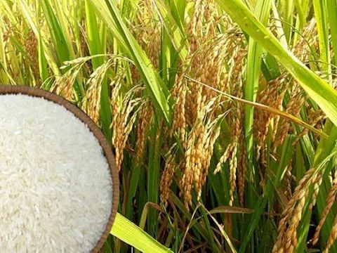 Giá lúa gạo hôm nay 18/4: Giá lúa tăng giảm trái chiều, giá gạo tăng nhẹ