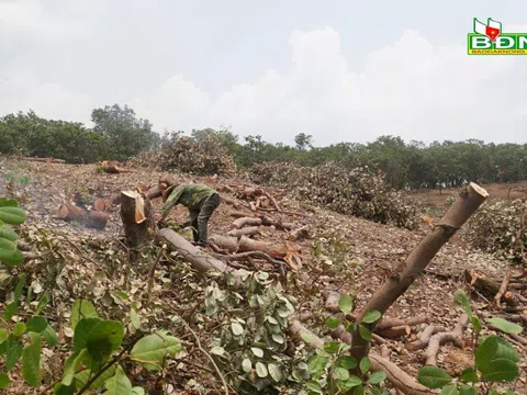 Điều liên tiếp mất mùa, người dân Đắk Nông ồ ạt chặt bỏ chuyển cây trồng mới