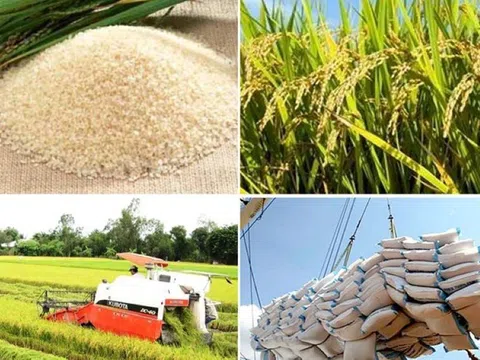 Giá lúa gạo ngày 20/4: Giá lúa tăng, giá gạo giảm nhẹ