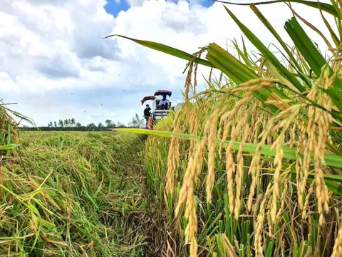 Giá lúa gạo ngày 24/4: Nguồn cung lúa Đông Xuân giảm, giá lúa gạo tiếp tục tăng phiên đầu tuần