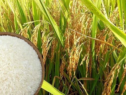 Giá lúa gạo ngày 26/4: Giá gạo tăng nhẹ, thị trường giao dịch sôi động