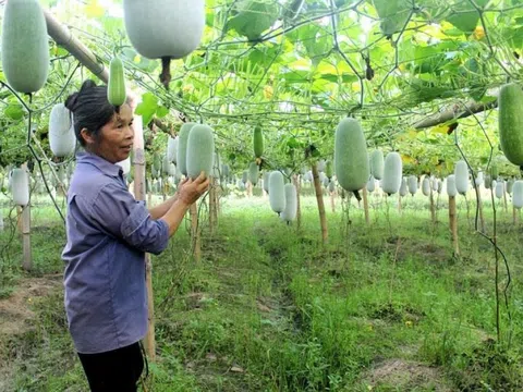 “Tuần Văn hóa - Du lịch Bắc Kạn” gắn với trải nghiệm bí xanh thơm Ba Bể năm 2023