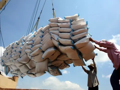 Giá lúa gạo ngày 12/5: Giá lúa gạo tiếp tục tăng, thị trường giao dịch ổn định