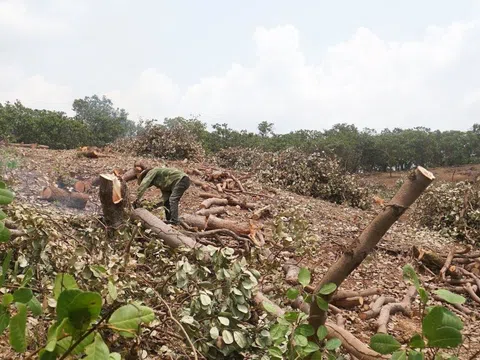 Gia Lai: Liên tục mất mùa, người dân ồ ạt phá bỏ vườn điều