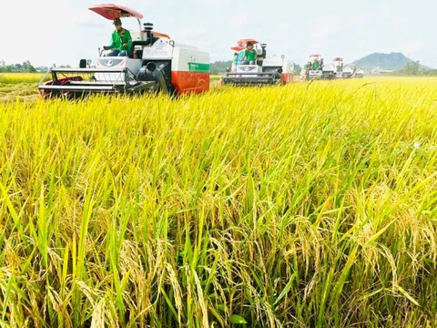 Giá lúa gạo ngày 16/5: Thị trường lúa gạo bình ổn, giao dịch lúa mới đều