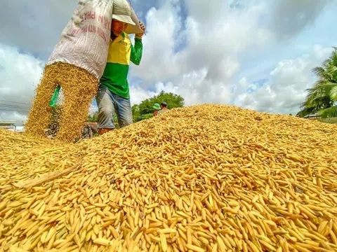 Giá lúa gạo ngày 18/5: Lượng gạo nguyên liệu về ít, giá lúa gạo tăng nhẹ