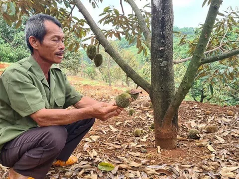 Gia Lai: Thời tiết thất thường, sầu riêng rụng hàng loạt, nông dân lo lắng mất mùa sầu