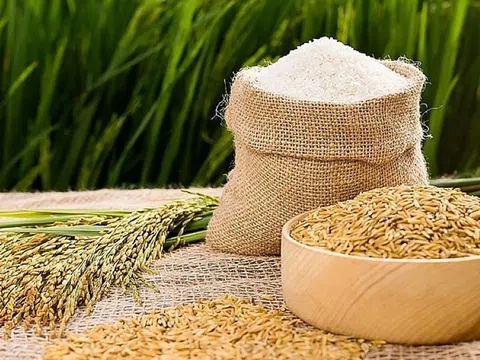 Giá lúa gạo ngày 20/5: Giá lúa tăng nhẹ, thị trường giao dịch sôi động